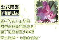 cn_orchid.gif (16680 byte)