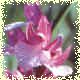 orchidlite.jpg (2797 byte)