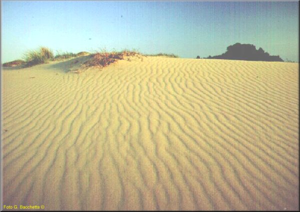 dune-chia.jpg (63517 byte)