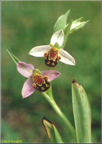 orchid3.jpg (30820 byte)