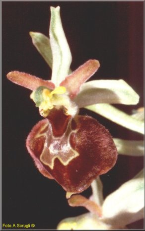 orchid4.jpg (22320 byte)