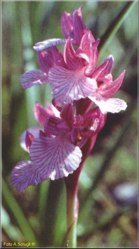 orchid6.jpg (29834 byte)