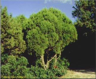 juniperus.jpg (22502 byte)